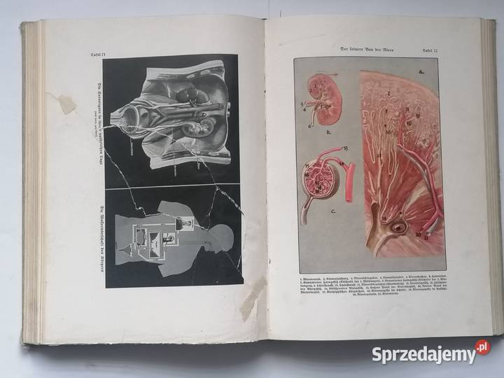 książka anatomia ciała 1936r DrHerbert Michael Piotrków Trybunalski