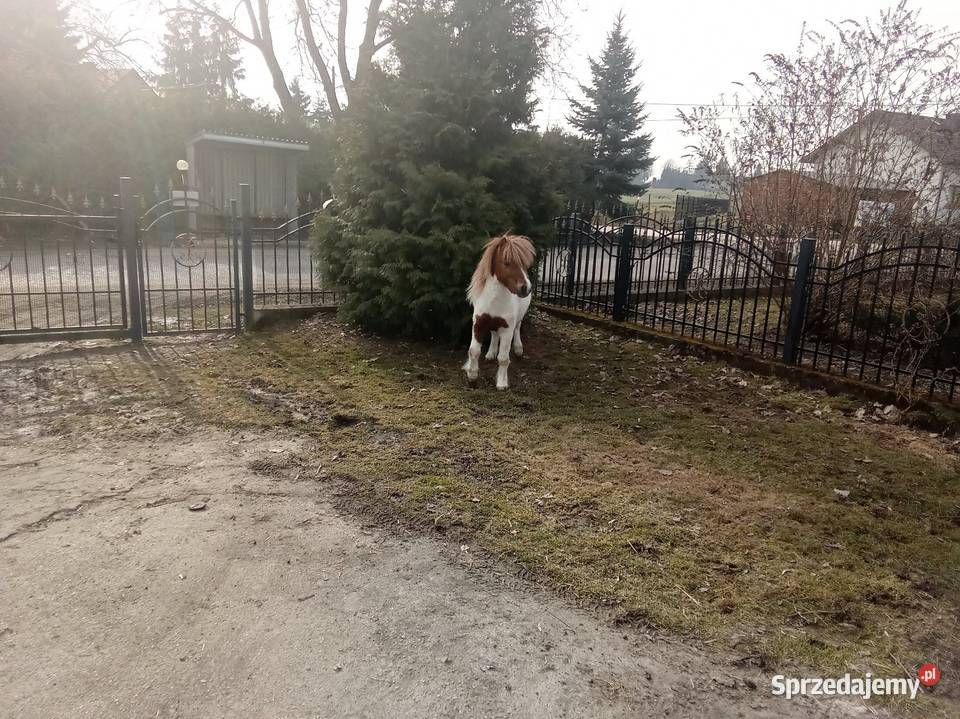 Kucyk świętokrzyskie Bieglów sprzedam