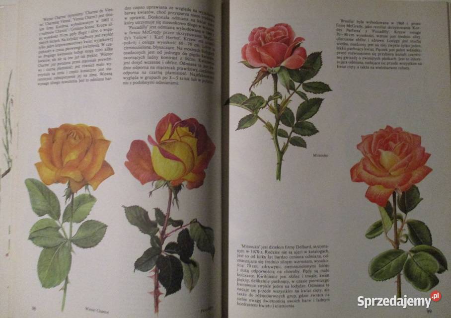 Kwiaciarstwo Podręcznik techników ogrodniczych Łódź