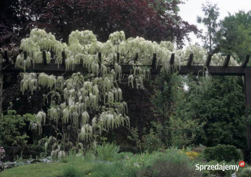 GLICYNIA SNOW SHOWER Wisteria sadzonki w don Dom i Ogród Ustronie
