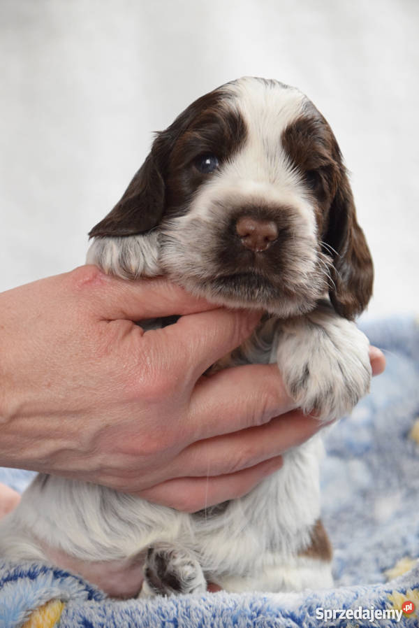 Cocker Spaniel AngielskiSuczka z metryką ZKwP Nowy Sącz sprzedam