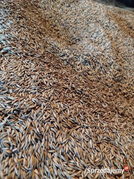 Owies Rambo pierwszy centrali Zboża Rzeszów