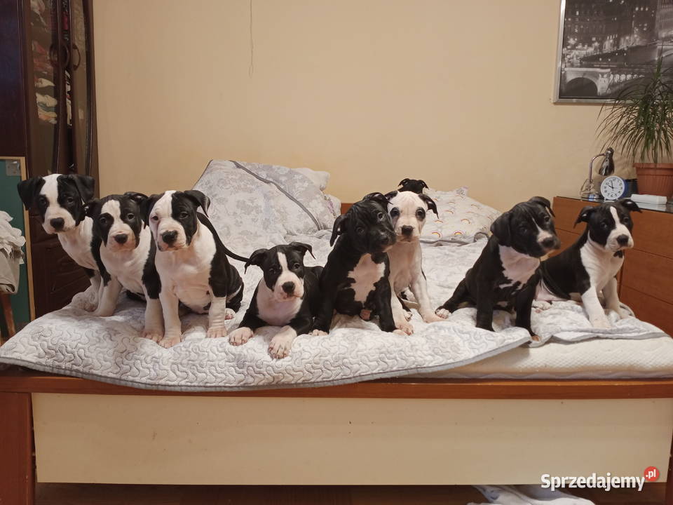 Amstaff piesek 4 miesiące Warszawa