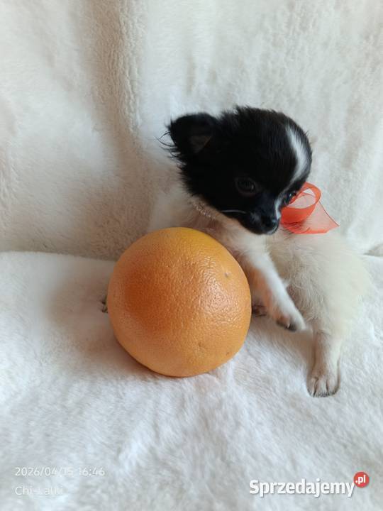 Chihuahua chłopiec długowłosy smczyk piesek Inowrocław