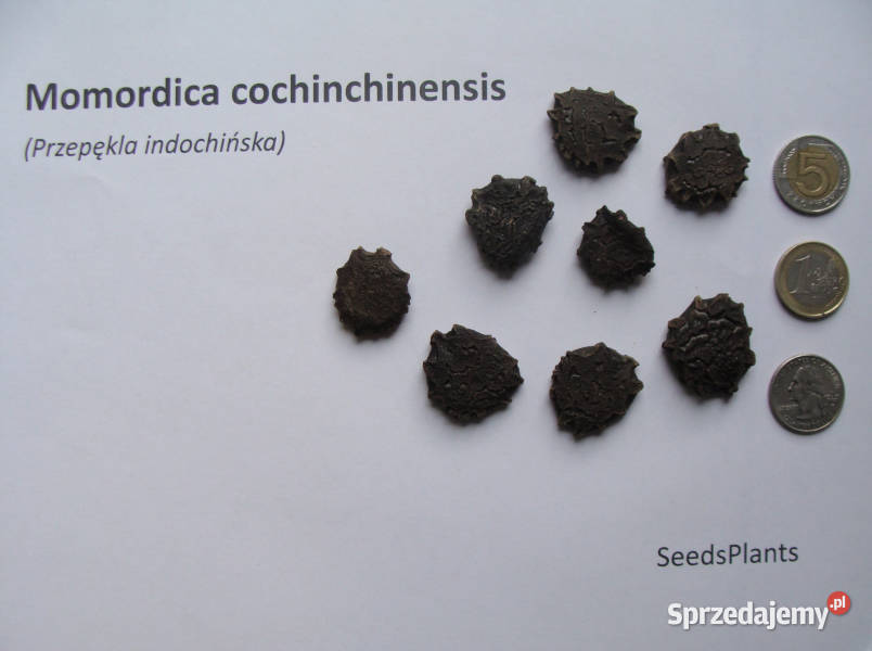 PRZEPĘKLA Momordica cochinchinensis NASIONA 4 Lubanie