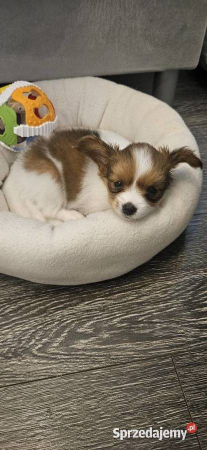 Papillon FCIZKWP Spaniel Kontynentalny Jelenia Góra