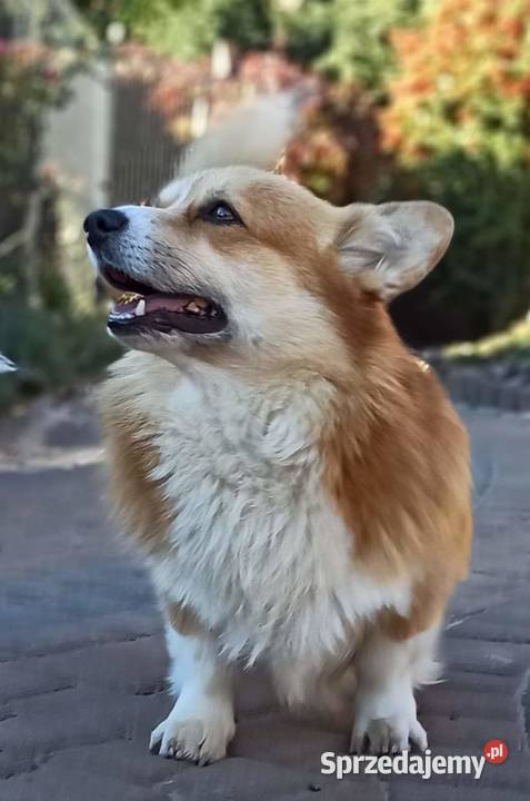 Welsh Corgi Pembroke szczenięta FCI Kielce
