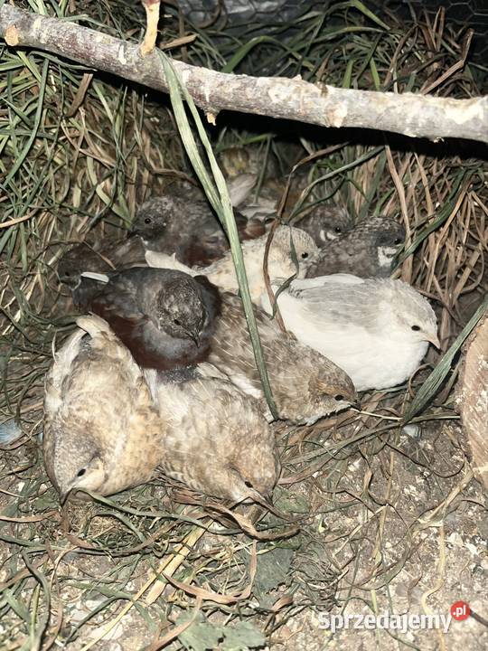 Jaja lęgowe i konsumpcyjne przepiórek Dębowo