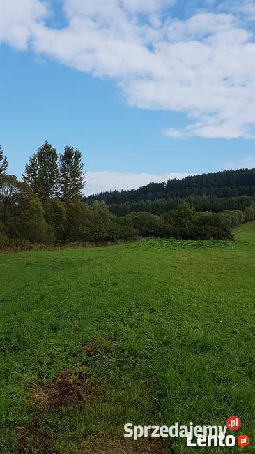 Bieszczady grunt Liskowate