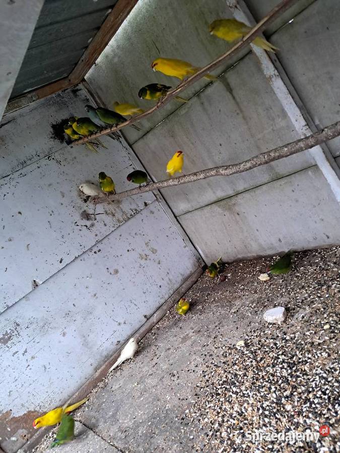 Modrolotki Papugi Kozie Kozy Bochnia