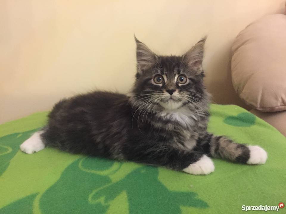Maine Coon Urocze Kociaki