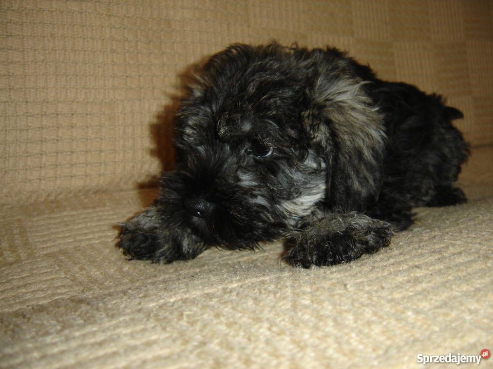 sznaucer miniaturowysznaucer miniatura Gagowy Nowe