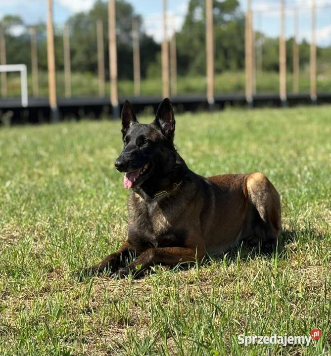 Owczarek belgijski Malinois FCI Zapowiedz miotu sprzedam