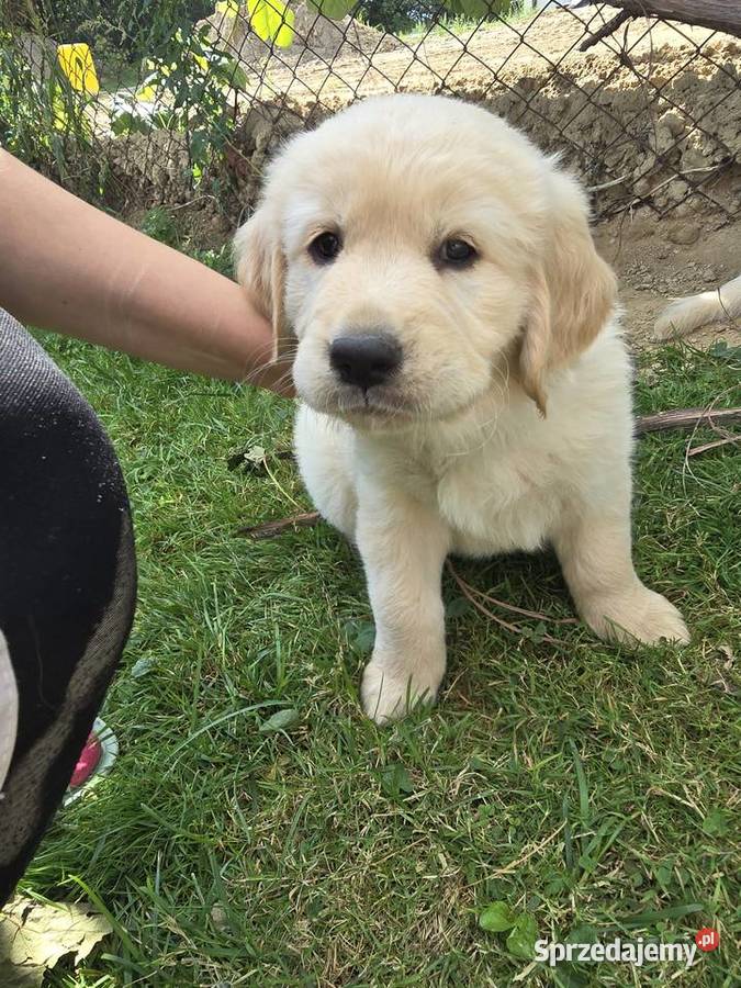Golden retriver Psiaki gotowe na nowy dom Izbica