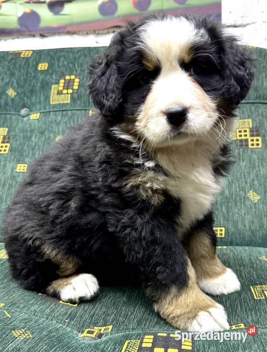 Berneński Pies Pasterski Jasieniec Iłżecki Górny