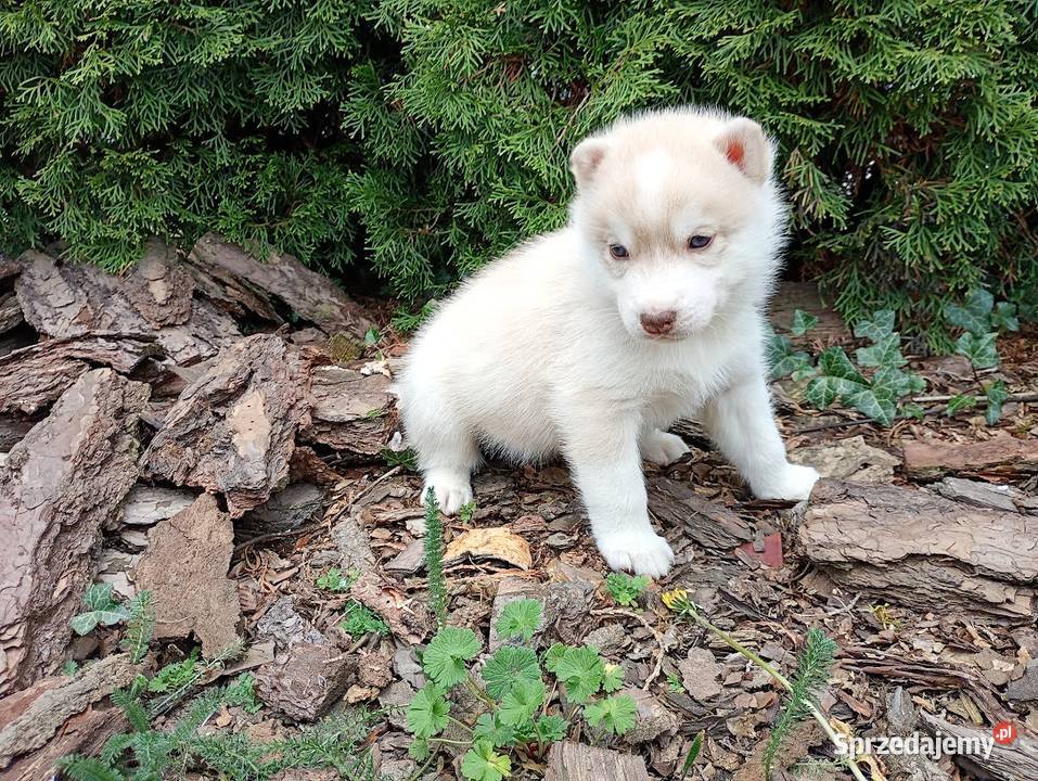 Siberian husky boy Racibórz