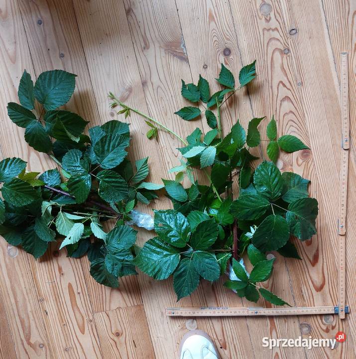 pędy z liśćmi jeżyna leśna sprzedam