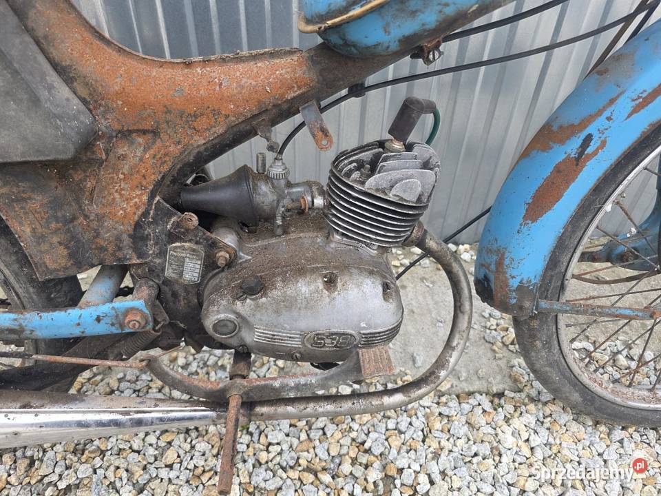 Komar niebieski Bratoszów