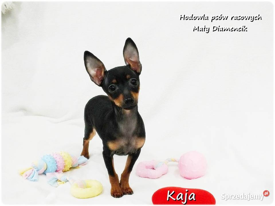 Pinczer miniaturowy Ratlerek Suczka KAJA z Żary