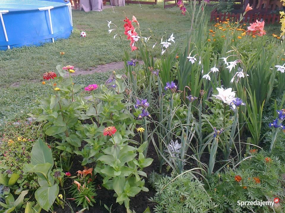 działkę rekreacyjną w Gliwicach Gliwice