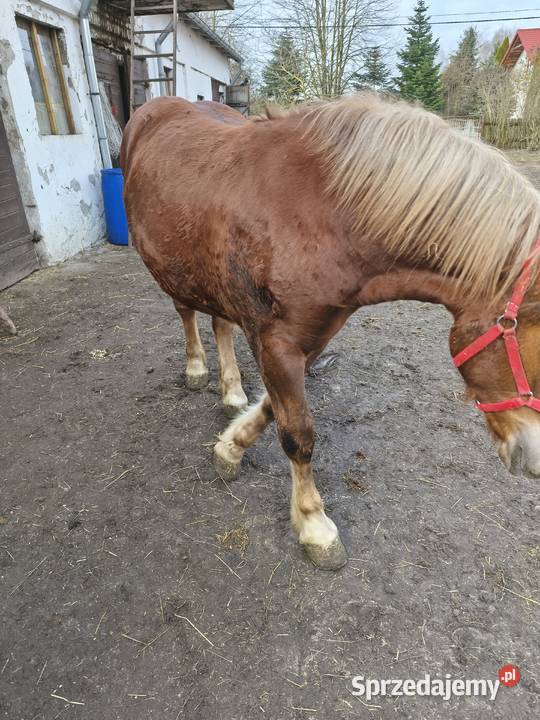 Klaczka Kobyłka zimnokrwista Tarczyn