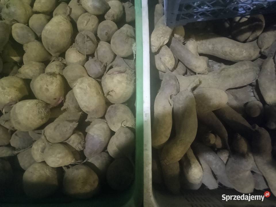 Warzywa ekologiczne sprzedam hurt i detal Opatów