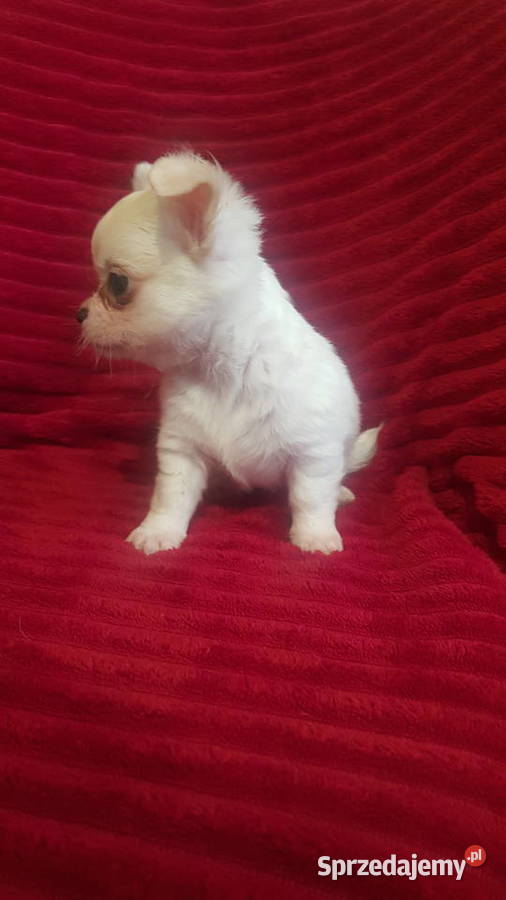 Piesek chihuahua biały mazowieckie Płońsk