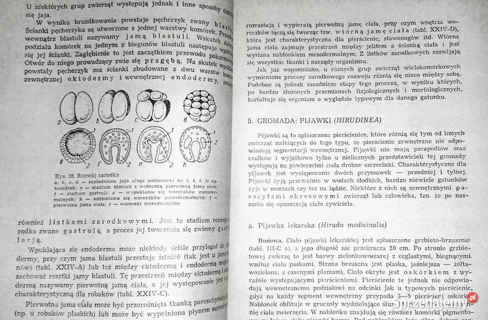 Zoologia J Dąmbski Z Kozikowska J Wengris Pozostałe