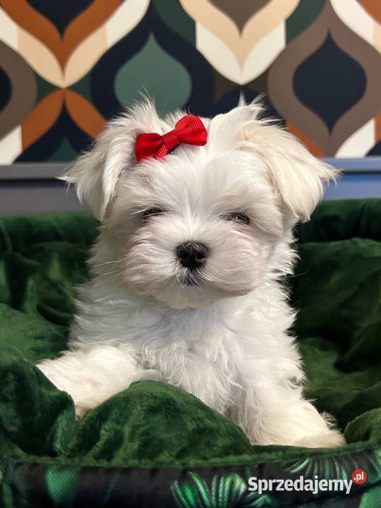 Maltańczyk chłopcy ZKwPFCI Maltańczyk Nowojewo