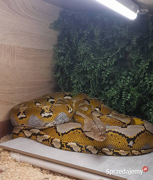 Pyton Siatkowy Platron samiec Bytom sprzedam