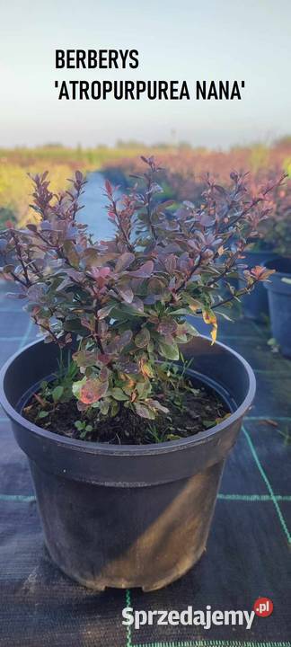 Berberys 'Atropurpurea Nana'