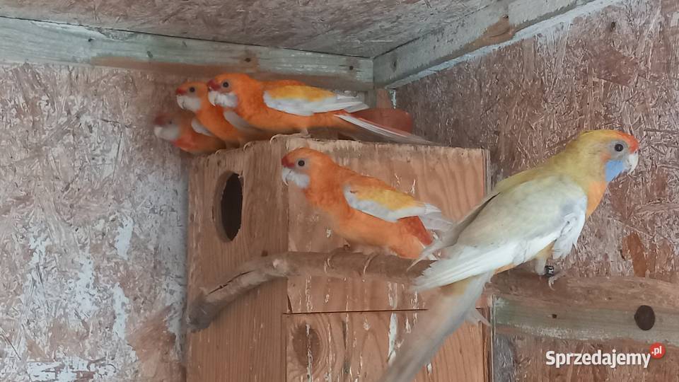 Rozelle królewskie sprzedam