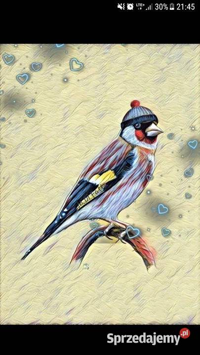 szczygły europejskie Świebodzice