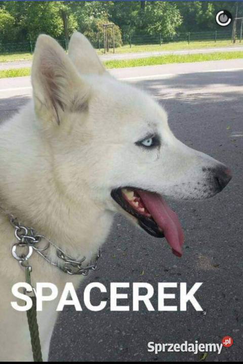 Szczeniaki LabradorHusky Zakliczyn