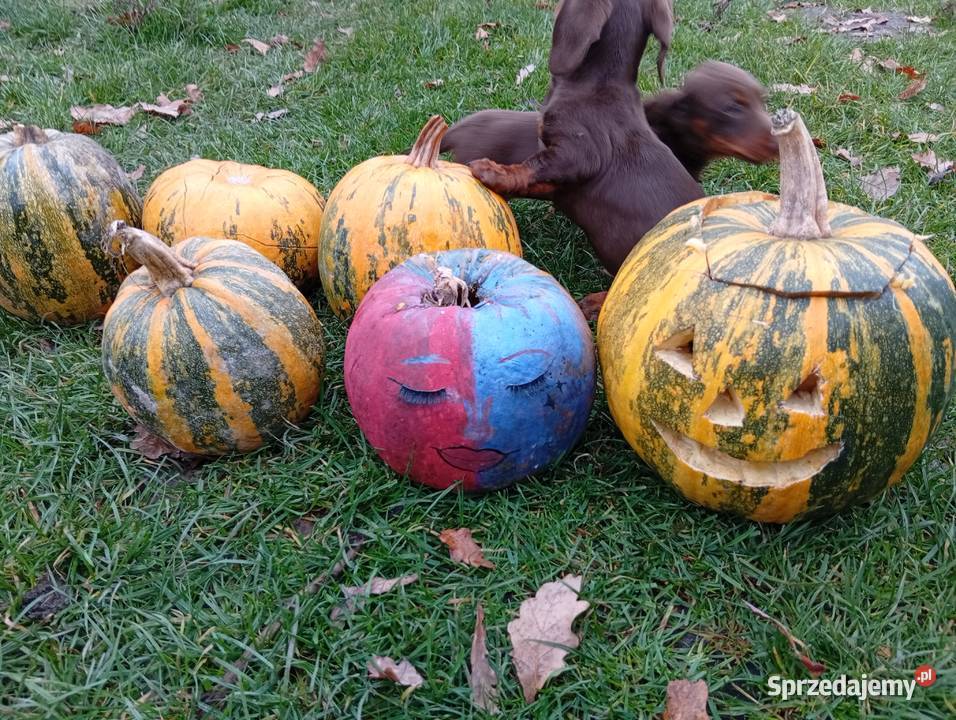 Jamniki brązowe 2 Zwierzęta Garbów