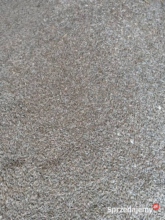 Pszenica ozima wielkopolskie Gostkowo