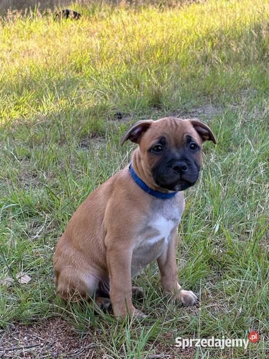 Staffik Staffordshire Bull terrier