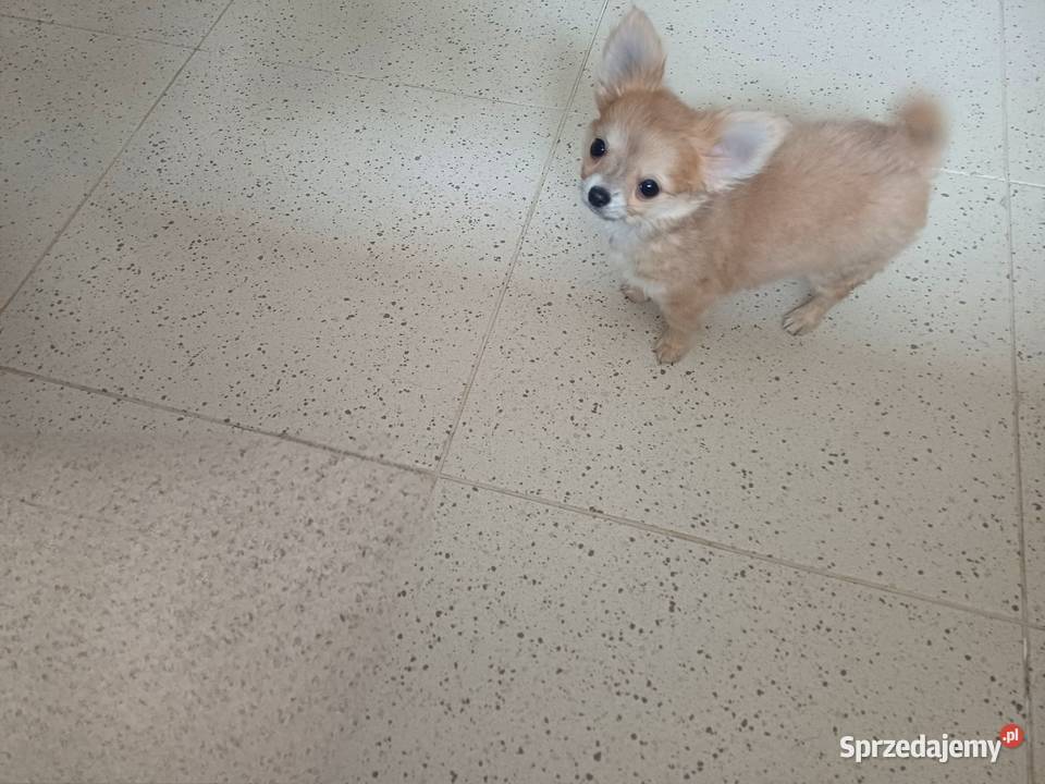 Chihuahua Beżowa Mini Mini Krótkowłosa Sunia Zgierz