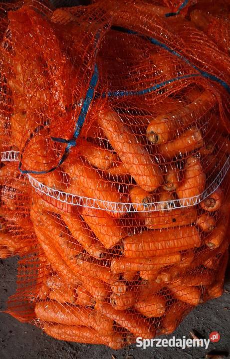 Marchew odpadowa Kałuszyn