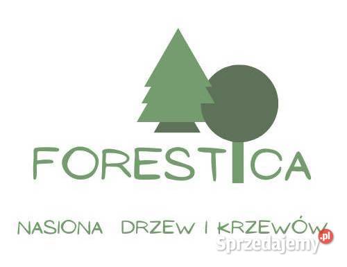 NASIONA Cedr libański Cedrus libanii FORESTICA Puławy