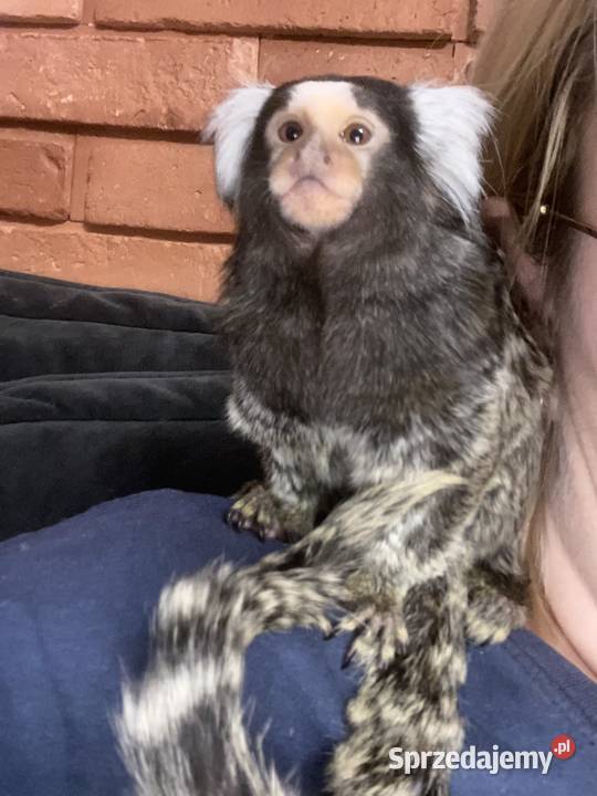 Na sprzedaż marmozeta białoucha samiec pomorskie