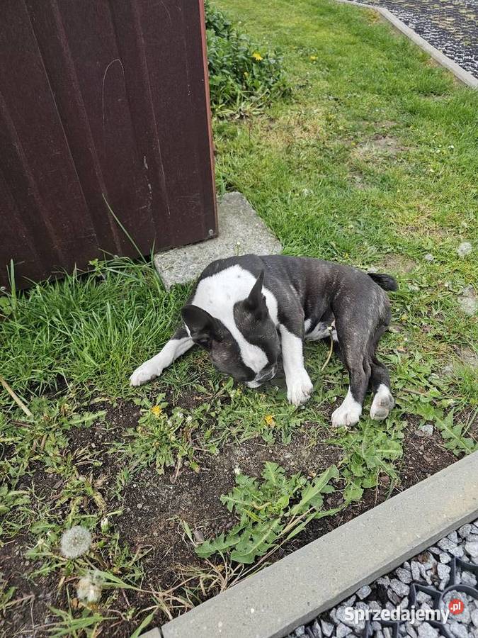 Sprzedam Buldog Francuski