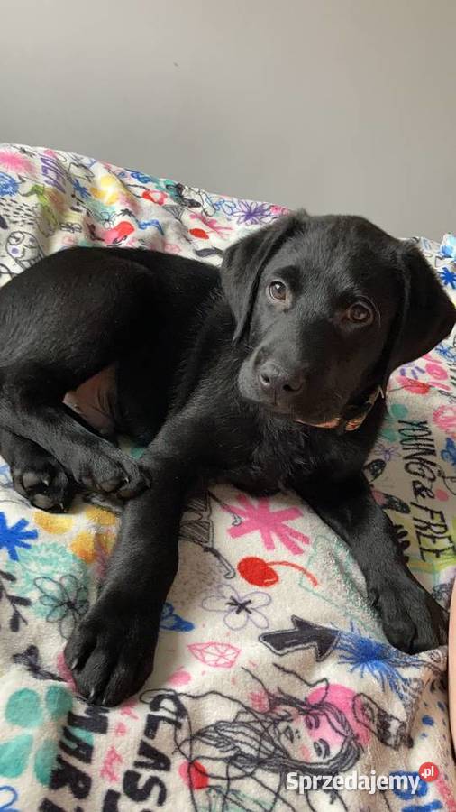 LABRADOR 3 MIESIĘCZNY CHŁOPCZYK Lubin