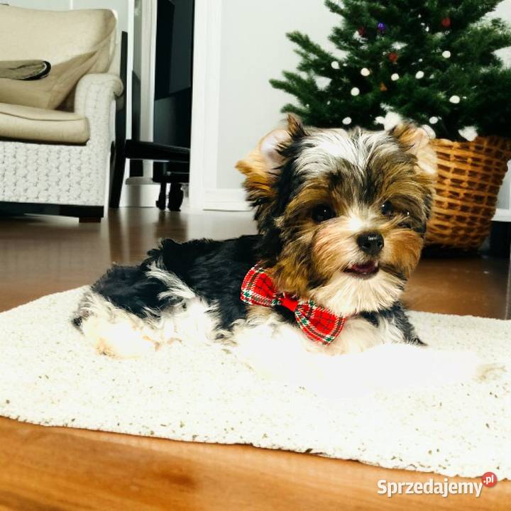 York Biewer możliwy legalny wyjazd z Kraju dolnośląskie Wrocław