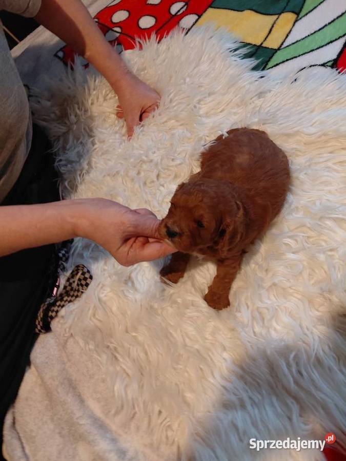 Cavapoo piesek red do rezerwacji Wyszków