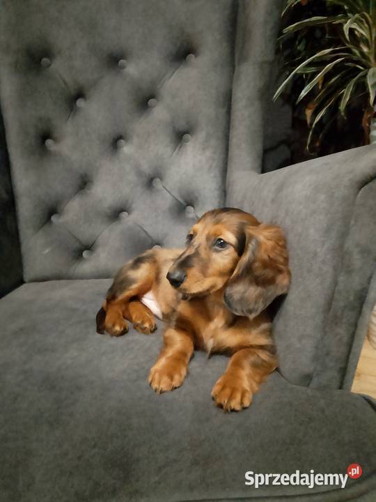 Jamnik długowłosy merle piesek