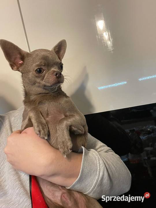 Chihuahua liliowy krótkowłosy badania komplet łódzkie Bełchatów