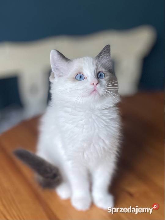 Ragdoll kotka rodowód FPL Koty Częstochowa