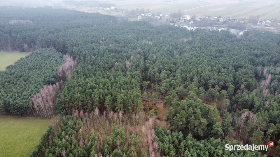 Grunt Gorzakiew 27000m2 świętokrzyskie sprzedam