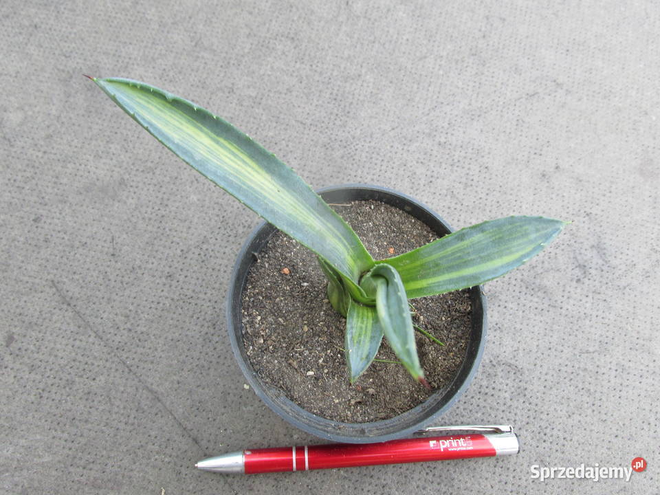 Unikatowa agawa agave americana striata jedyna Kraków